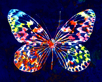 "Butterfly"   - Linda Stemer